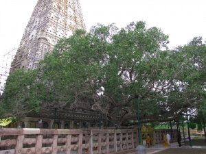 bodhi-tree
